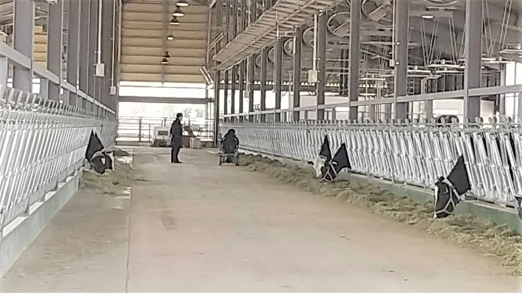 Narita Cattle Farm and Compost Facilities, Chiba, Japan